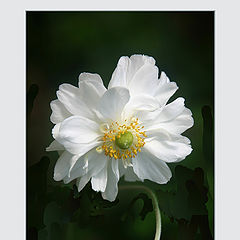 photo "Anemone"