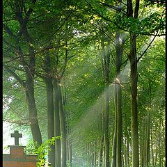 photo "Green and footpath"