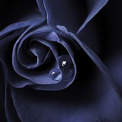 фото "The sad midnight rose"