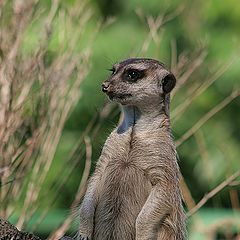 фото "Animal Planet"