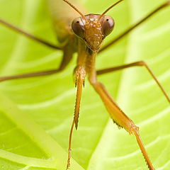 photo "Mantis"