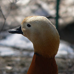 photo "Portrait a duck"