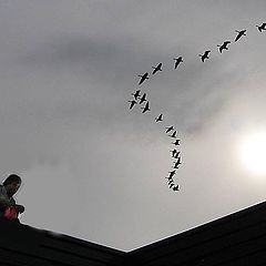 photo "Geese and Man"