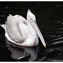 фото "Pelecanus crispus"