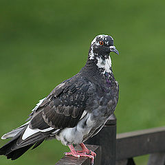 photo "PAJARO..."