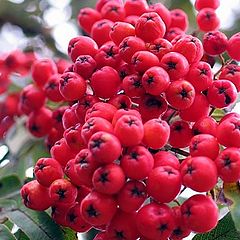 photo "Рябина (Sorbus aucuparia L.)"