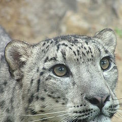 photo "snow leopard"