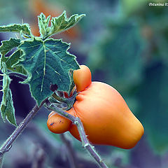 photo "Vegetable garden"