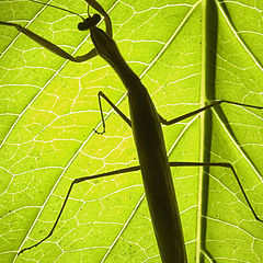 photo "Mantis II"