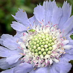 photo "About flowers and insects"