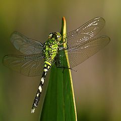 photo "Eaastern Pondhawk"