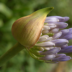 фото "waking up"