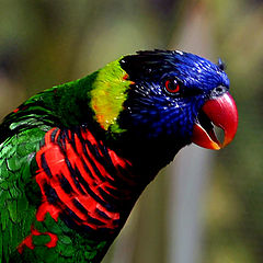 фото "Tropical bright colored"