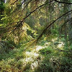 photo "Deep in the forest"