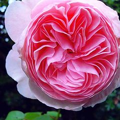 фото "Rose"Geoff Hamilton""