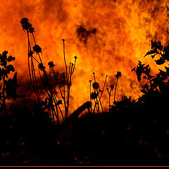 photo "Fire"