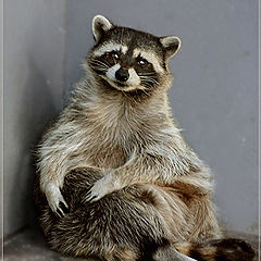 photo "Portrait of a raccoon"