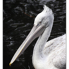 photo "The thoughtful pelican"