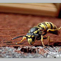 photo "Wild wasp."