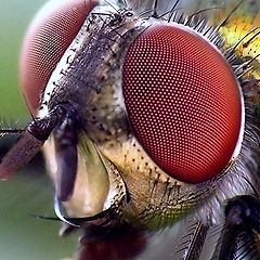 фото "Portrait Fly"