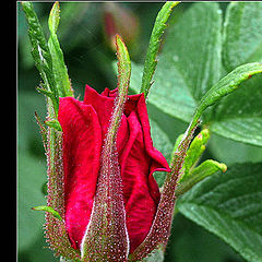 photo "While I a rose, but shall be a dogrose!"