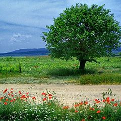 photo "Noon landscape"