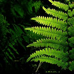 photo "Leaf of fern"