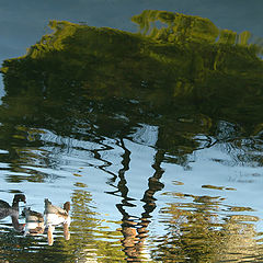 photo "magic ducks"