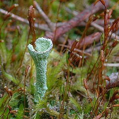 photo "The bursted bowl"