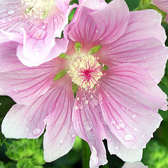 photo "Rain and pollen"