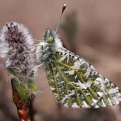 photo "Fluffy couple"