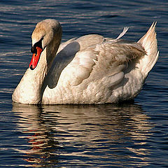 фото "Mute Swan"