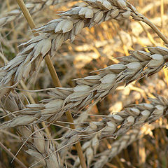 photo "Bread to all a head"