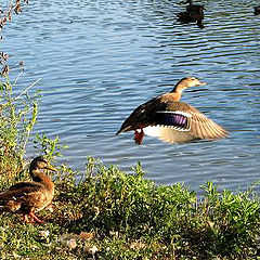 photo "Don't leave me!"