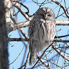 photo "Strix uralensis"