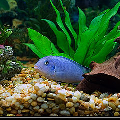 photo "Blue Fish"