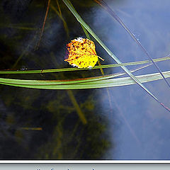 photo "Cradle of a leaving summer"