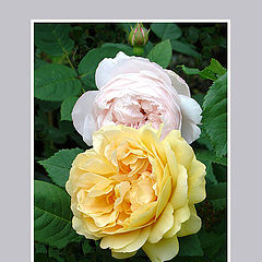 фото "English Roses"