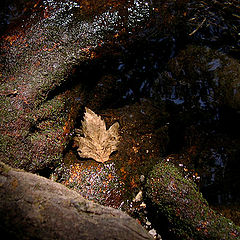 photo "a leaf"