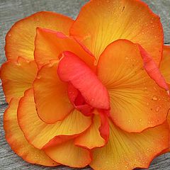 фото "Begonia flower on steps"