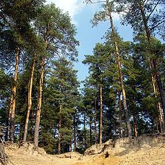 photo "Pine pine forest"