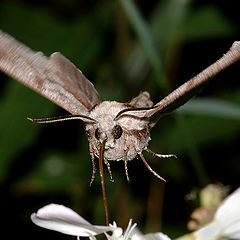 photo "Flying Elefant"