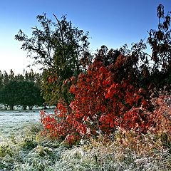 photo "Frosty morning"