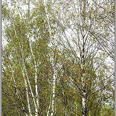 photo "Birches"