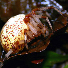 photo "Forest demon"