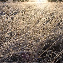 photo "Rime under the morning sun"