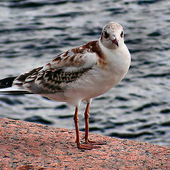 photo "I pose only for bread!"