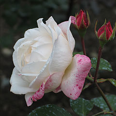 фото "Rose"