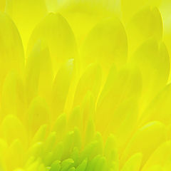 фото "Желто-зеленое настроение"