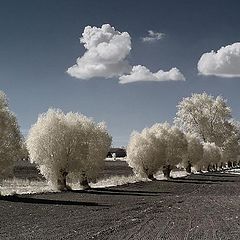 photo "Willow 2"